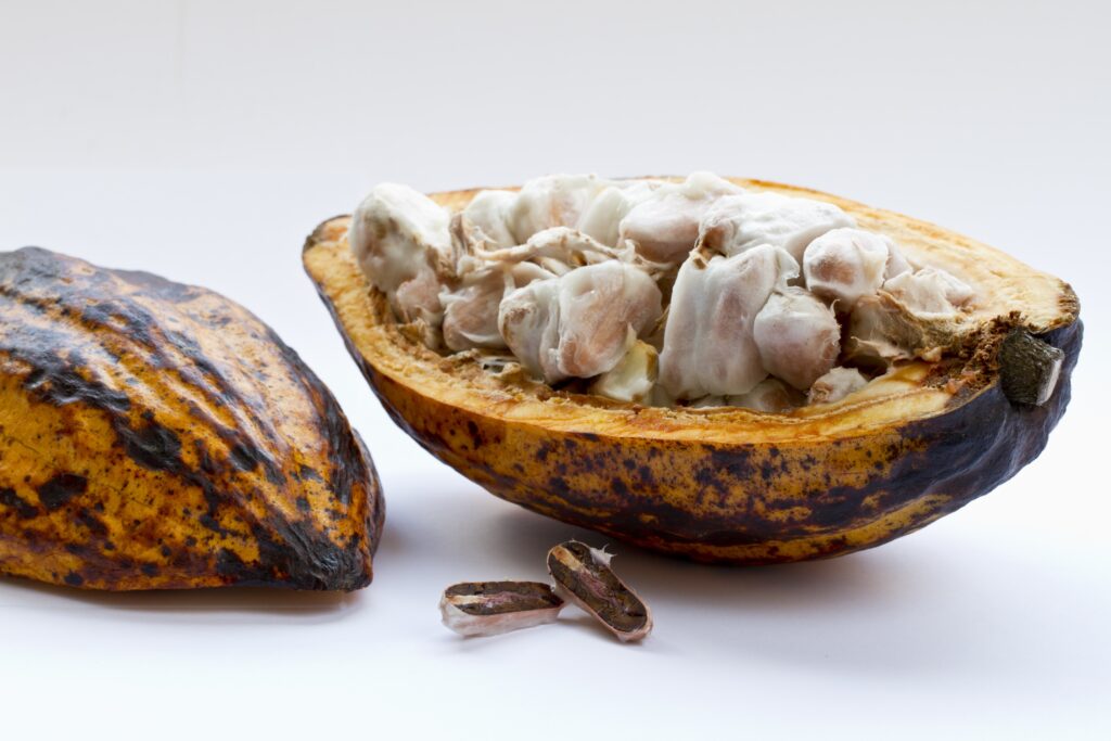 Fiche Ingrédient - Cacao 